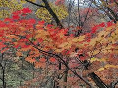 -关门山森林公园