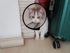 -伟伟宠物医院·CT影像中心·瑞派犬猫综合性门诊(汉口总院)