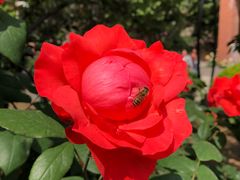 -河南省实验中学思达外国语小学