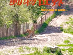 -沈阳森林动物园