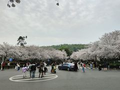 -武汉大学-樱园
