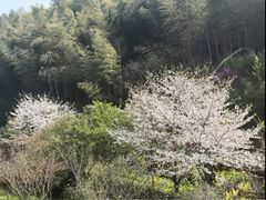 -宁波浙东大竹海景区