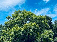 -上海共青森林公园