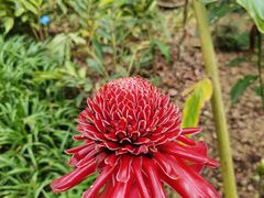 -中国科学院西双版纳热带植物园