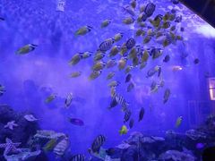 -锦艺城海洋馆