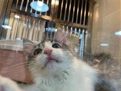 -1013 PET SHOP 宠物商店(近铁城市广场店)