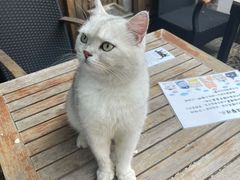 -喵屿·大理花园猫咖