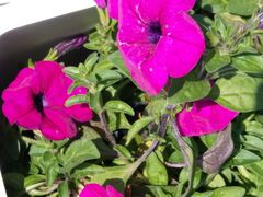 -大兴滨河森林公园