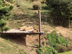 -西霞口神雕山野生动物世界