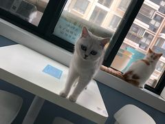 -喵的天空名猫咖啡馆·撸猫·猫舍·用品