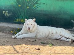 -西霞口神雕山野生动物世界