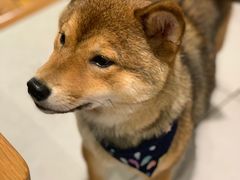 -柴务处·柴犬主题狗咖