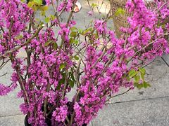 -南山植物园