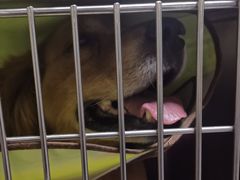 -谐和益家动物医院·免疫绝育·血液透析·宠保定点医院(高新伊藤分院)