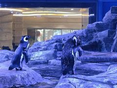 -上海海昌海洋公园