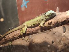 -上海大自然野生昆虫馆(东方明珠·爬宠昆虫探索中心)