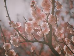 -无锡梅园公园