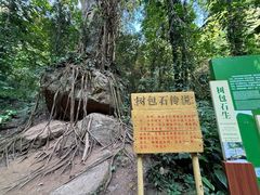 -莫里热带雨林景区