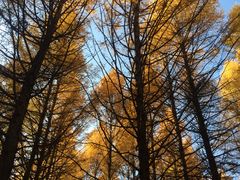 -塞罕坝国家级自然保护区