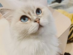 -瞄一喵猫咖(格力海岸店)