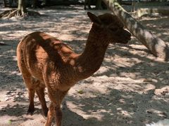 -广东茂名森林公园