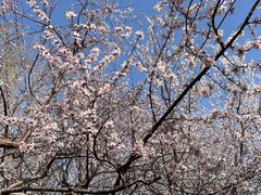 -桃花堤公园