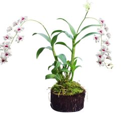 -Oasis Beauty水磨坊科技美肤中心