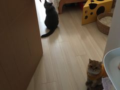 -东方名猫馆·英短金渐层布偶猫舍(环线广场1号楼店)