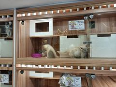 -钦宠·猫咪售卖·洗护·寄养(东圃旗舰店)