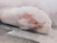 -瞄一喵猫咖(格力海岸店)
