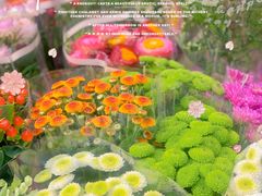 -宝鸡东道花鸟鱼虫市场(吉利花园商场店)