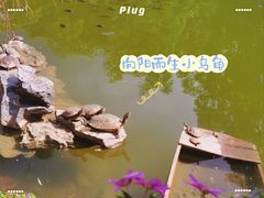 -深圳仙湖植物园