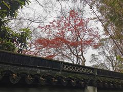 -秋霞圃