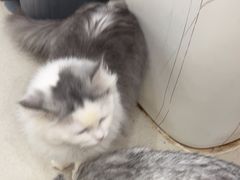 -共舞时光猫咖·狗咖(新街口店)