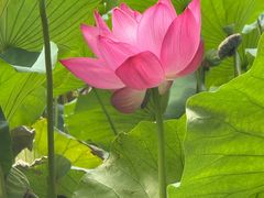 -莲池书院博物馆