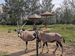 -大连森林动物园