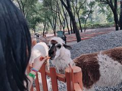 -北京野生动物园