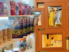 -猫十亿·布偶金渐层·曼基康矮脚猫舍(青年路店)