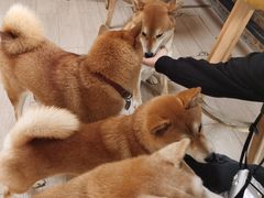 -柴犬高等学院·狗咖·柴犬售卖·宠物训练