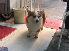 -小梁哥云吞面(黄贝岭店)