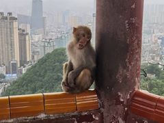 -黔灵山公园