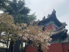 -洛阳白马寺