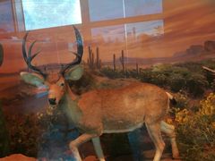 -安徽省地质博物馆