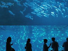 -江和美海洋公园