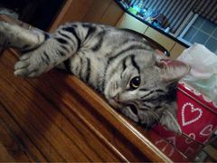 iphone_upload_pic-Bastet sally猫舍购宠(静安店)