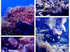 -悉尼海洋生物水族馆