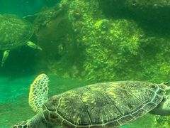 -广东惠东海龟国家级自然保护区