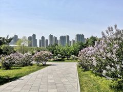 -群力丁香公园