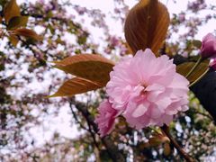 -百林公园-两江幸福广场