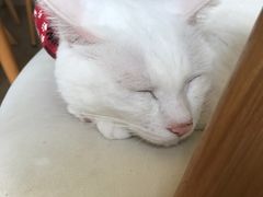 -猫咖时代(中山亭店)